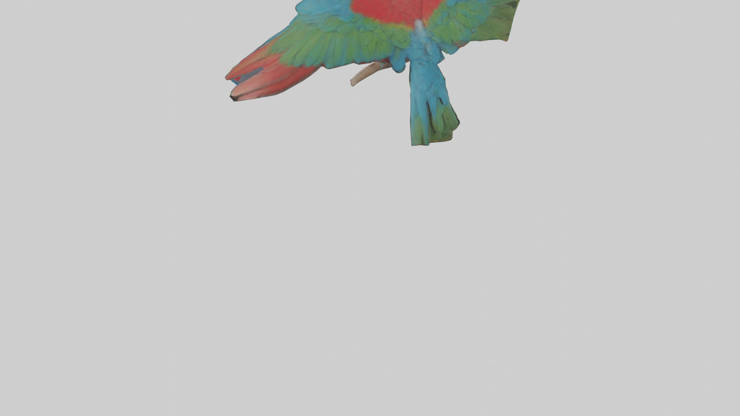 Greenwinged Macaw perched model VR / AR / low-poly