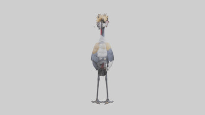 3D model Grey Crowned Crane standing model VR / AR / low-poly