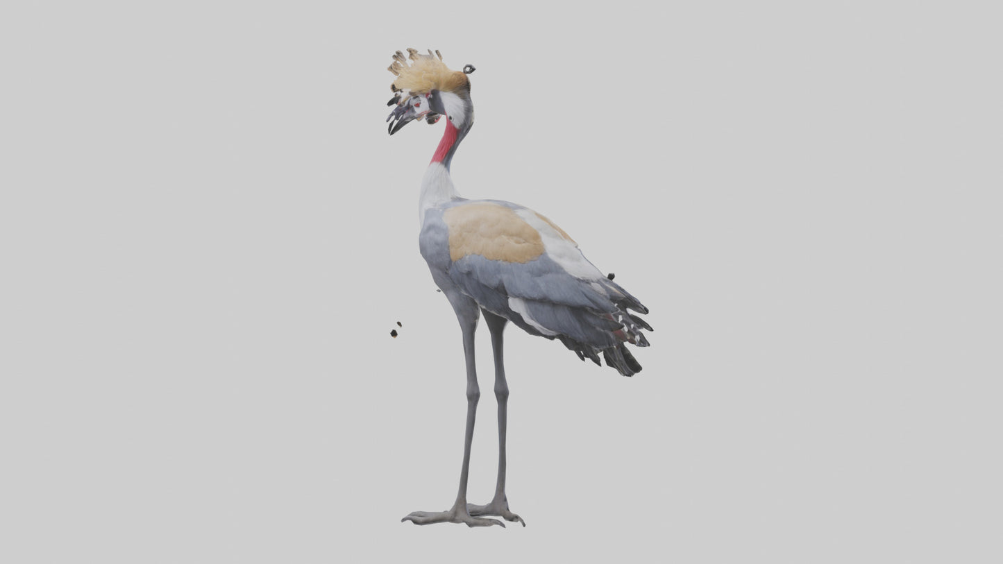 3D model Grey Crowned Crane standing model VR / AR / low-poly