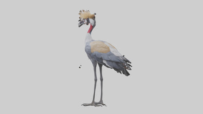 3D model Grey Crowned Crane standing model VR / AR / low-poly