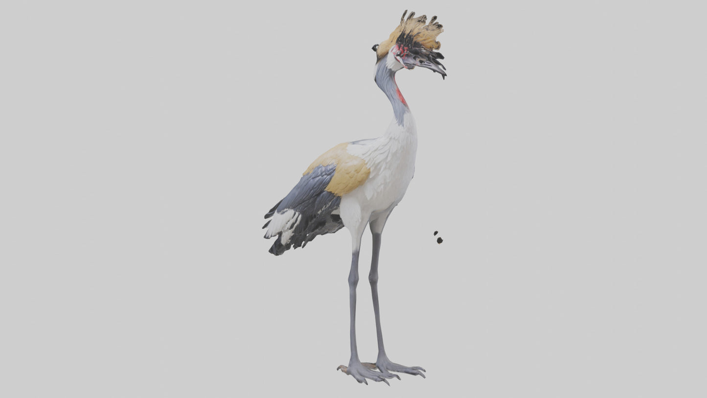 3D model Grey Crowned Crane standing model VR / AR / low-poly