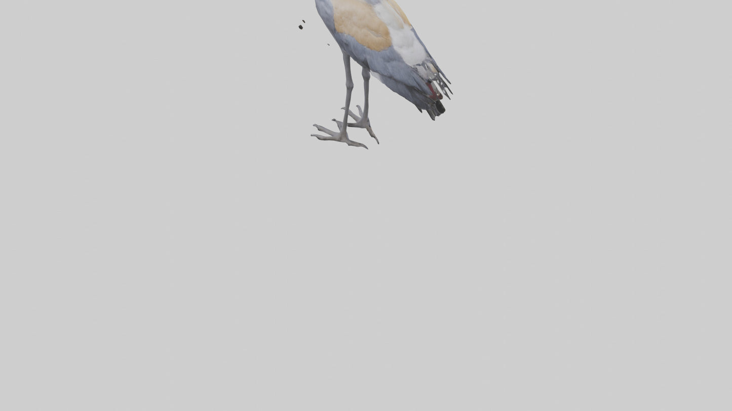 3D model Grey Crowned Crane standing model VR / AR / low-poly