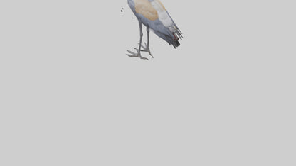3D model Grey Crowned Crane standing model VR / AR / low-poly