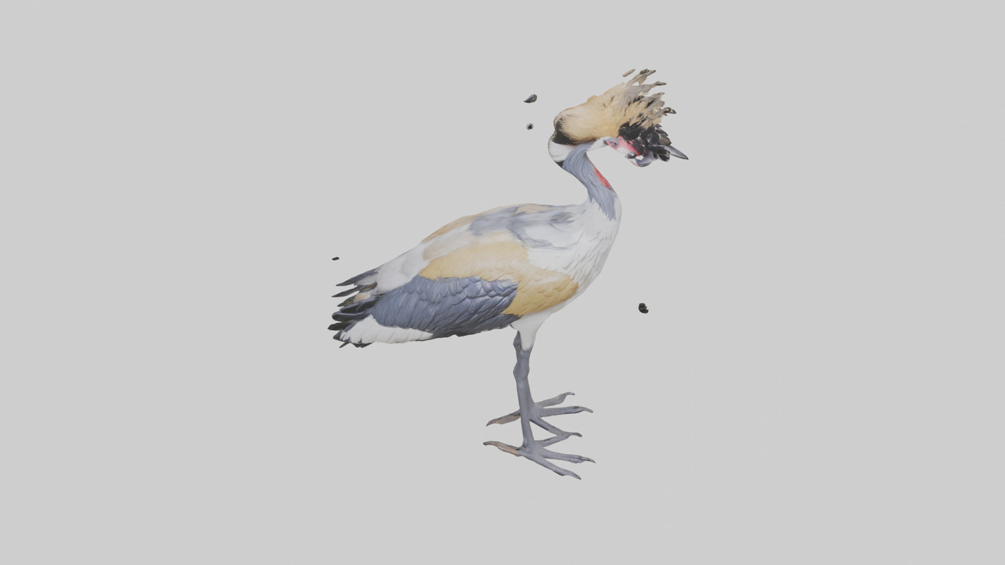 3D model Grey Crowned Crane standing model VR / AR / low-poly