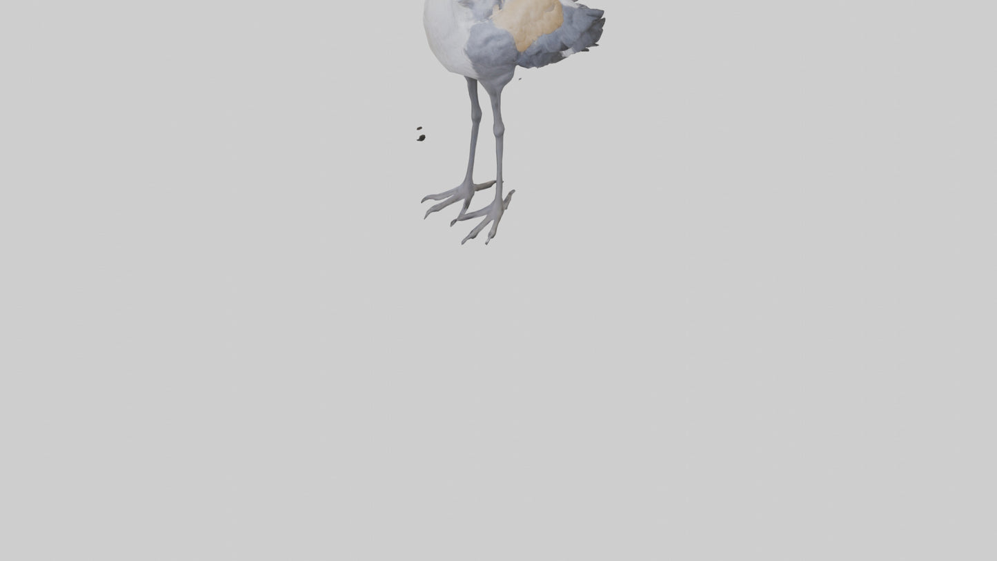 3D model Grey Crowned Crane standing model VR / AR / low-poly