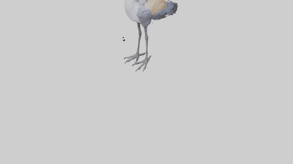 3D model Grey Crowned Crane standing model VR / AR / low-poly