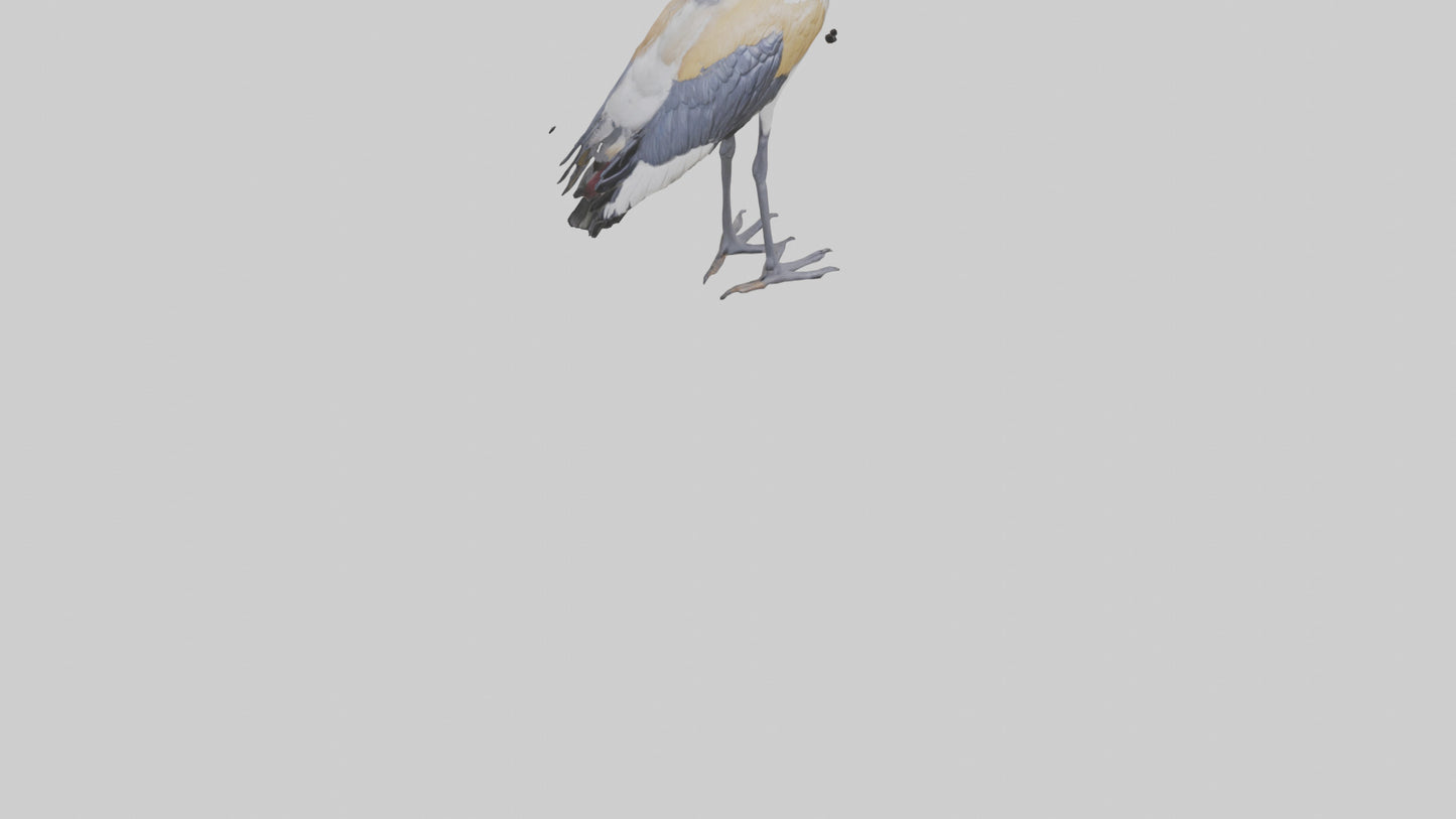 3D model Grey Crowned Crane standing model VR / AR / low-poly