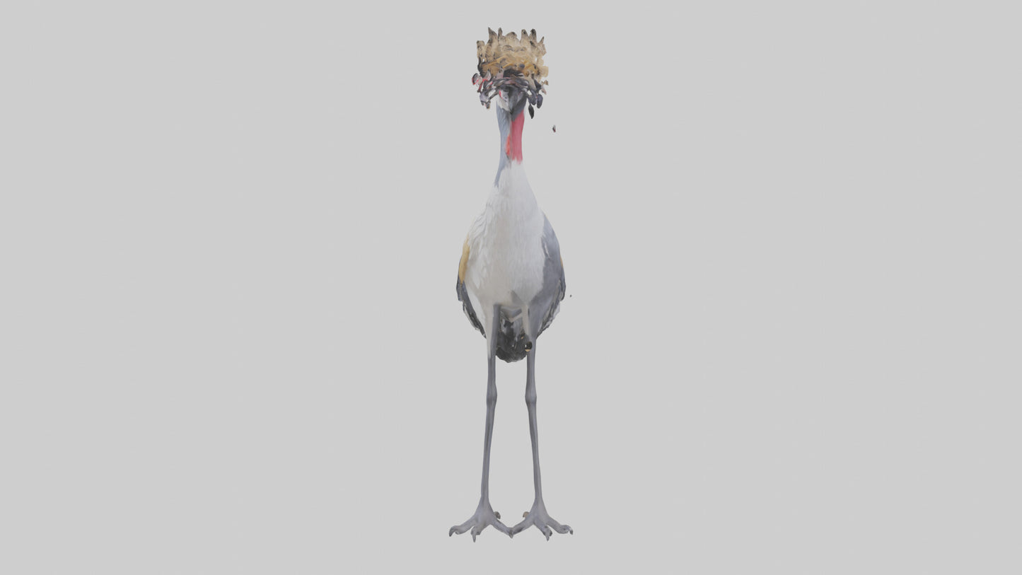 3D model Grey Crowned Crane standing model VR / AR / low-poly
