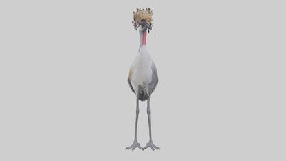 3D model Grey Crowned Crane standing model VR / AR / low-poly