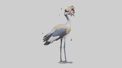 3D model Grey Crowned Crane standing model VR / AR / low-poly