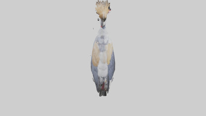 3D model Grey Crowned Crane standing model VR / AR / low-poly