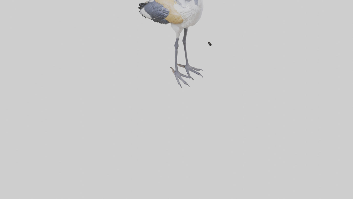 3D model Grey Crowned Crane standing model VR / AR / low-poly