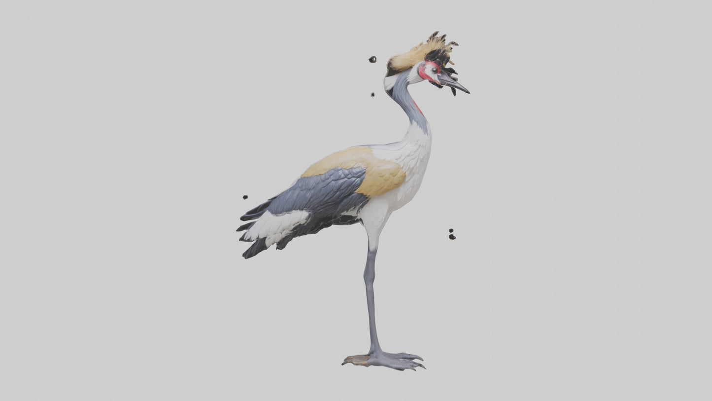 3D model Grey Crowned Crane standing model VR / AR / low-poly