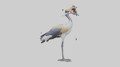 3D model Grey Crowned Crane standing model VR / AR / low-poly