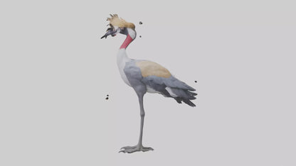 3D model Grey Crowned Crane standing model VR / AR / low-poly