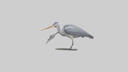 3D model Grey Heron fishing model VR / AR / low-poly
