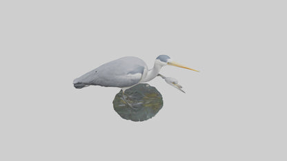 3D model Grey Heron fishing model VR / AR / low-poly