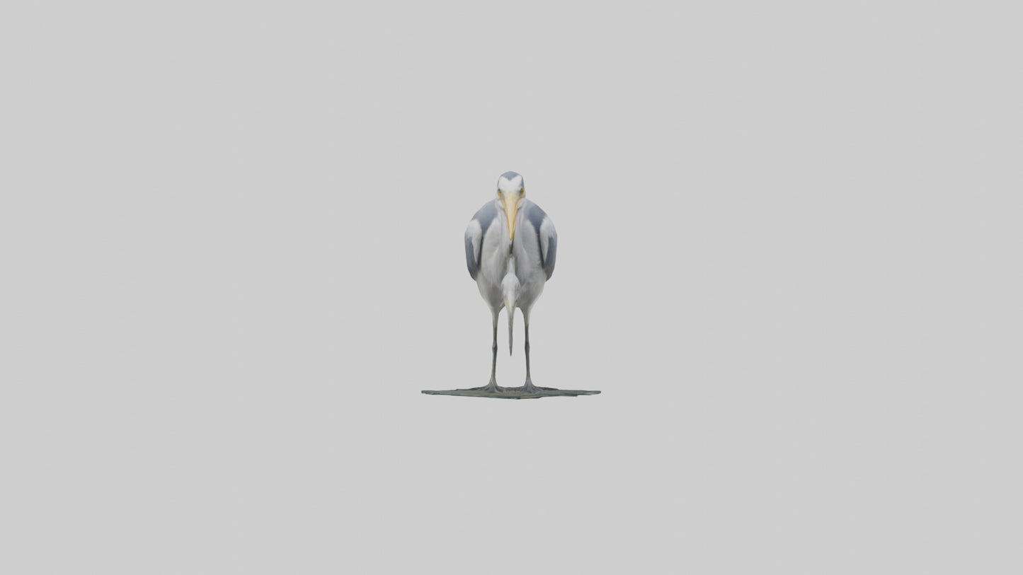 3D model Grey Heron fishing model VR / AR / low-poly