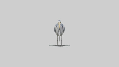 3D model Grey Heron fishing model VR / AR / low-poly