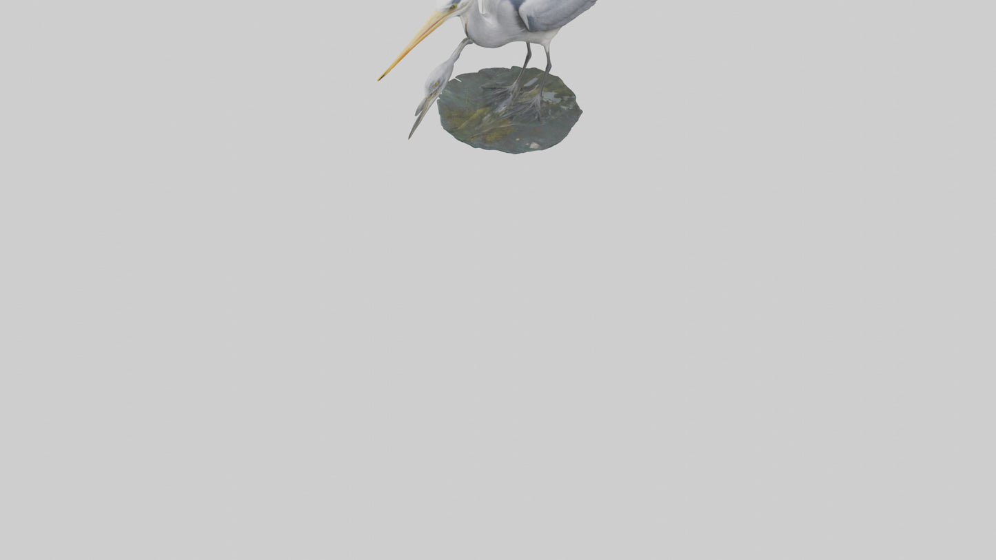 3D model Grey Heron fishing model VR / AR / low-poly