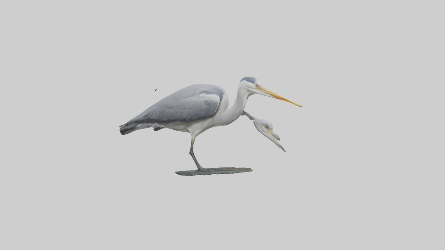 3D model Grey Heron fishing model VR / AR / low-poly