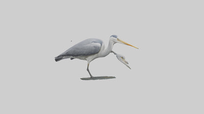 3D model Grey Heron fishing model VR / AR / low-poly