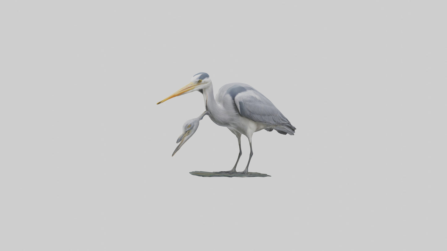 3D model Grey Heron fishing model VR / AR / low-poly