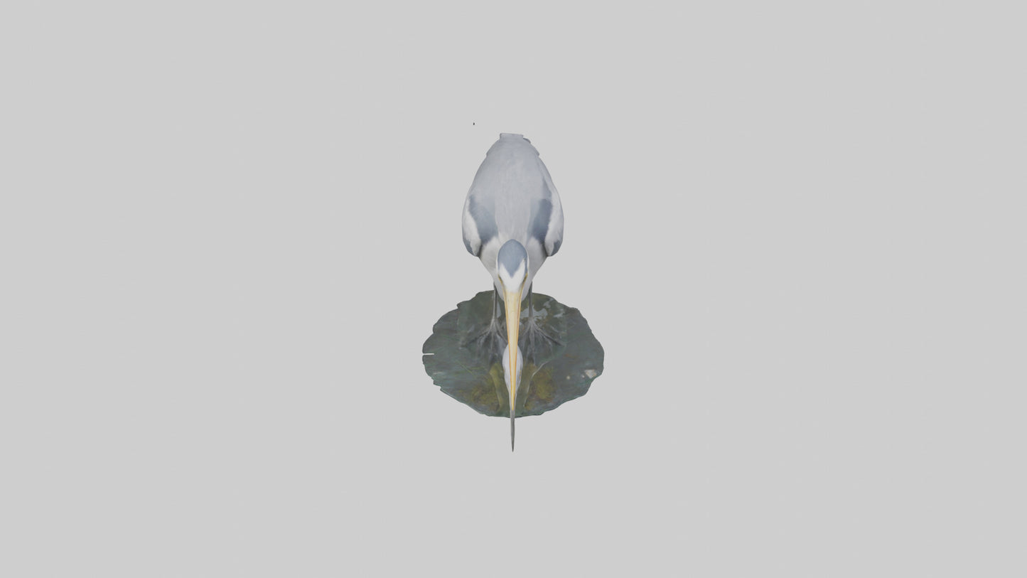 3D model Grey Heron fishing model VR / AR / low-poly