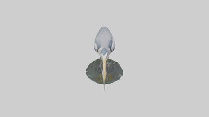 3D model Grey Heron fishing model VR / AR / low-poly