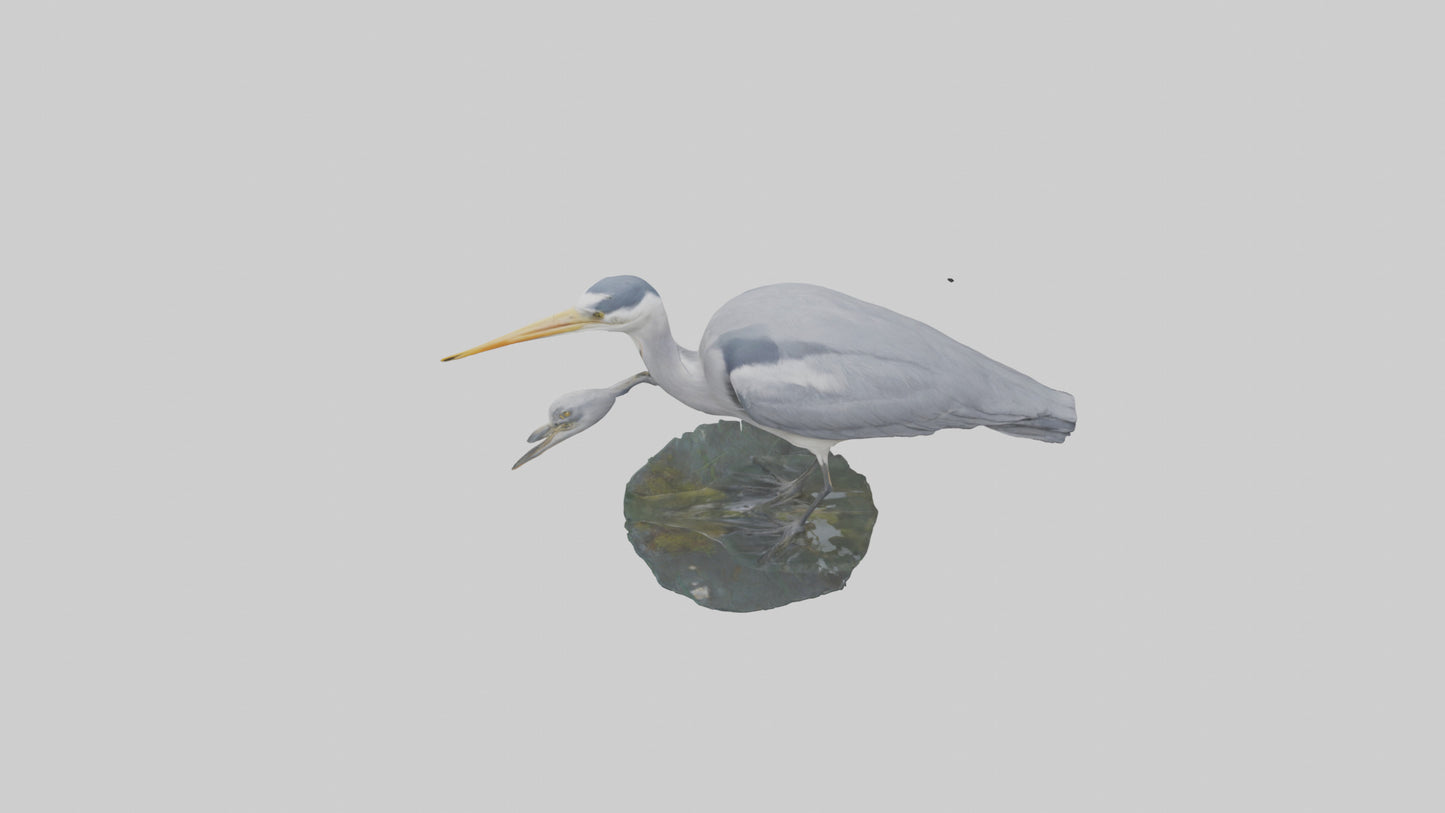 3D model Grey Heron fishing model VR / AR / low-poly