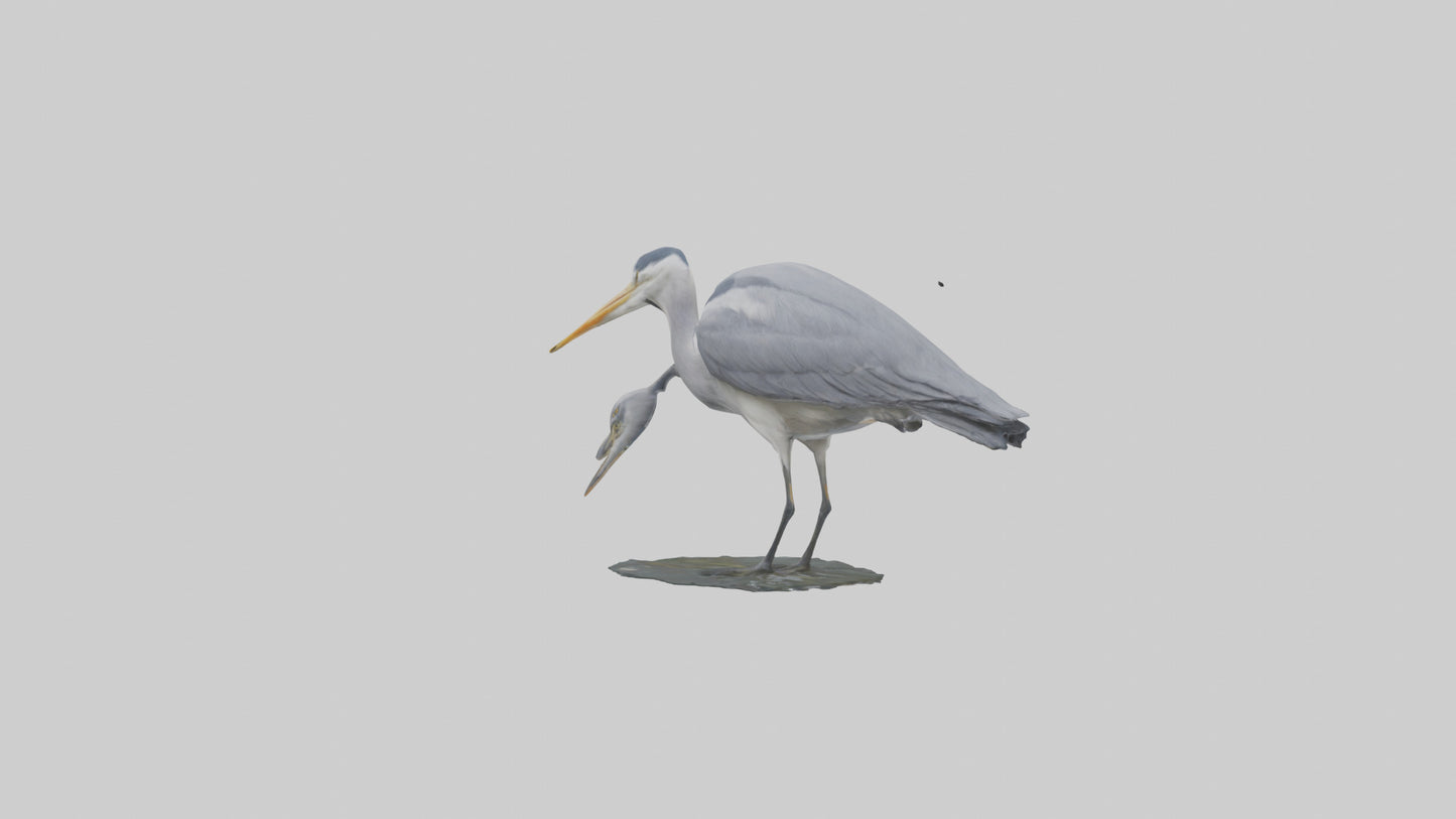 3D model Grey Heron fishing model VR / AR / low-poly