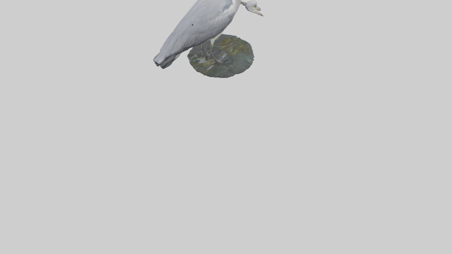 3D model Grey Heron fishing model VR / AR / low-poly