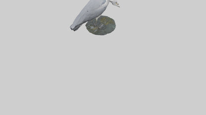 3D model Grey Heron fishing model VR / AR / low-poly