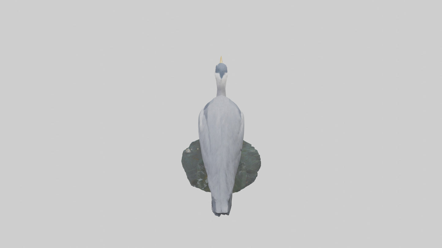 3D model Grey Heron fishing model VR / AR / low-poly