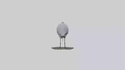 3D model Grey Heron fishing model VR / AR / low-poly