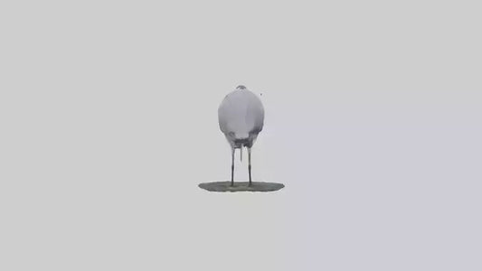 3D model Grey Heron fishing model VR / AR / low-poly