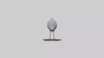 3D model Grey Heron fishing model VR / AR / low-poly