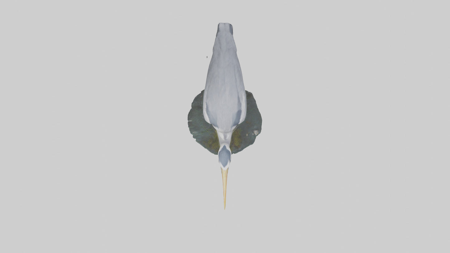 3D model Grey Heron fishing model VR / AR / low-poly