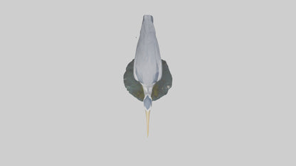 3D model Grey Heron fishing model VR / AR / low-poly