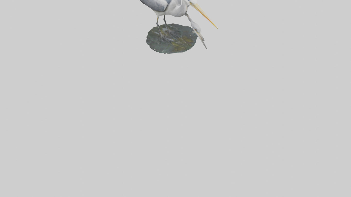 3D model Grey Heron fishing model VR / AR / low-poly