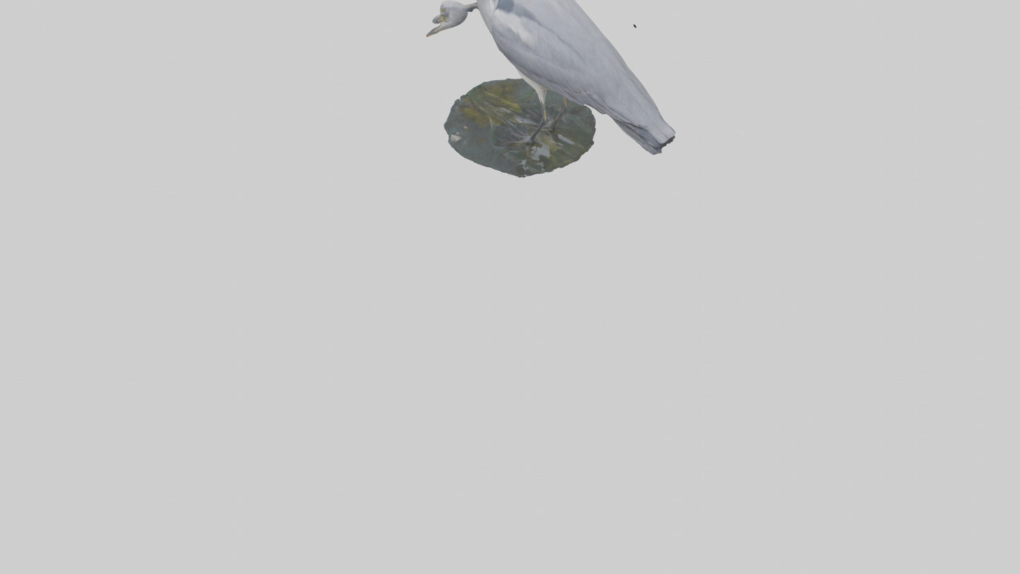 3D model Grey Heron fishing model VR / AR / low-poly