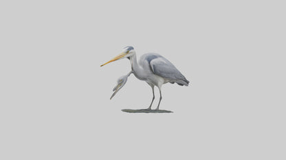 3D model Grey Heron fishing model VR / AR / low-poly