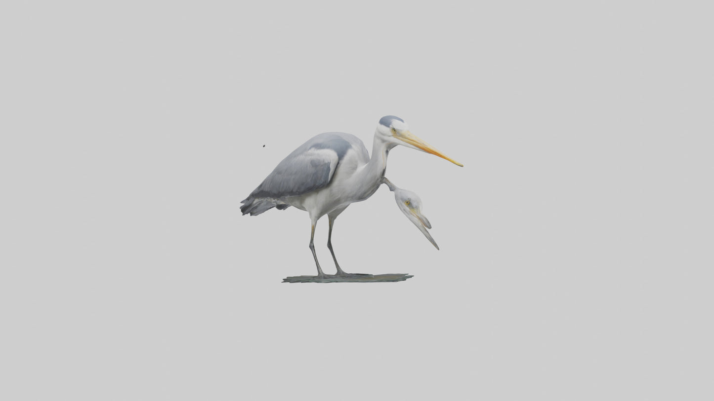3D model Grey Heron fishing model VR / AR / low-poly