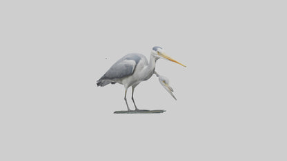 3D model Grey Heron fishing model VR / AR / low-poly