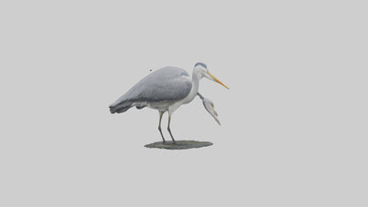 3D model Grey Heron fishing model VR / AR / low-poly