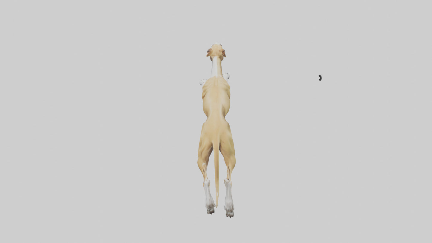 3D model Greyhound sprinting model VR / AR / low-poly