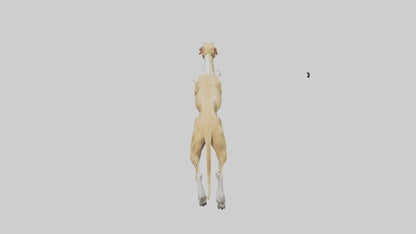 3D model Greyhound sprinting model VR / AR / low-poly