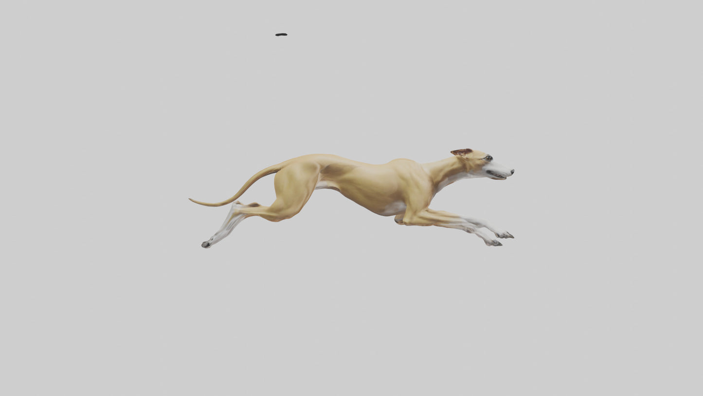 3D model Greyhound sprinting model VR / AR / low-poly