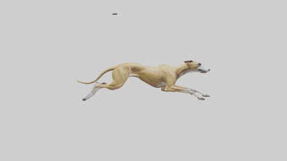 3D model Greyhound sprinting model VR / AR / low-poly