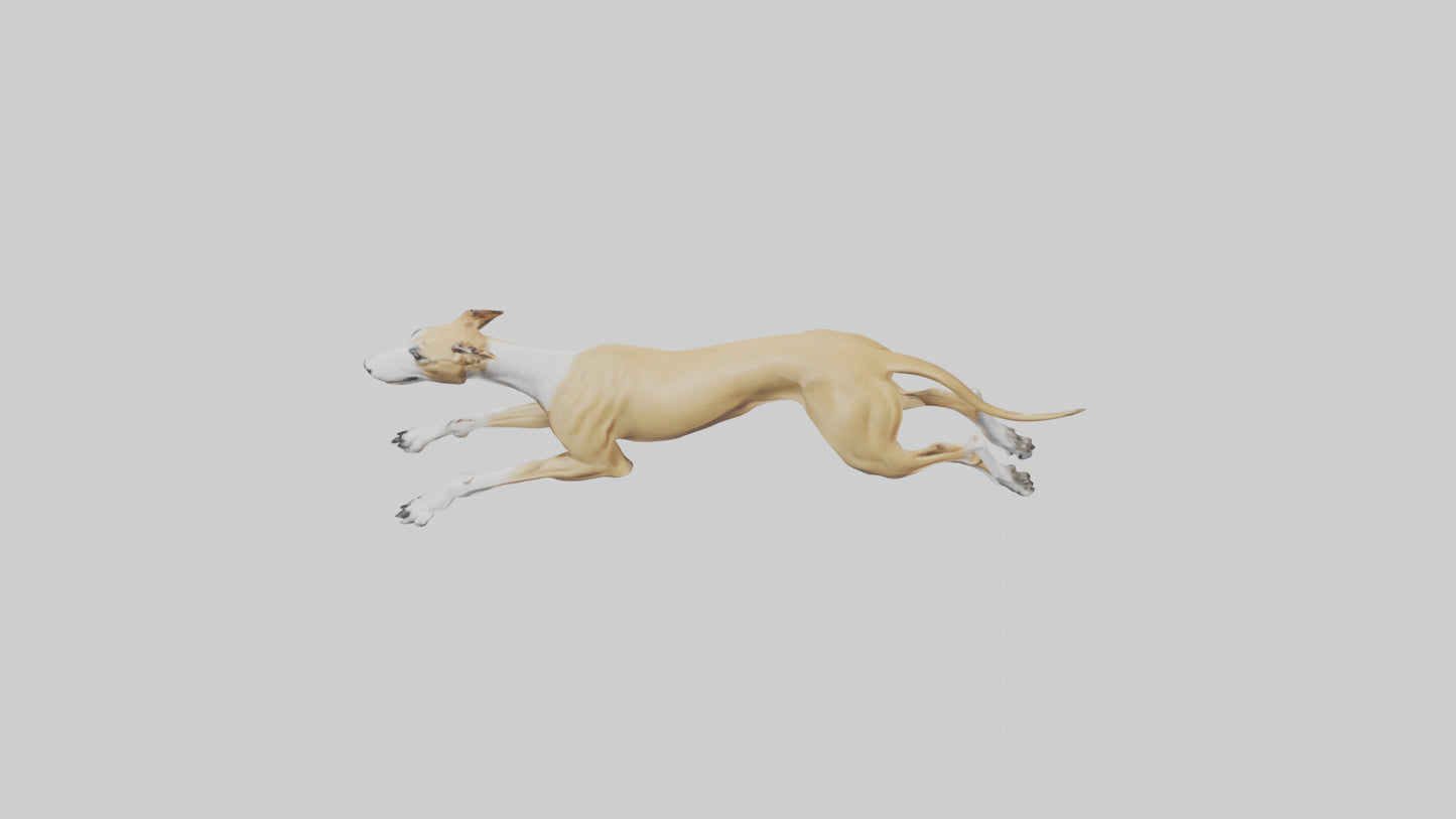 3D model Greyhound sprinting model VR / AR / low-poly